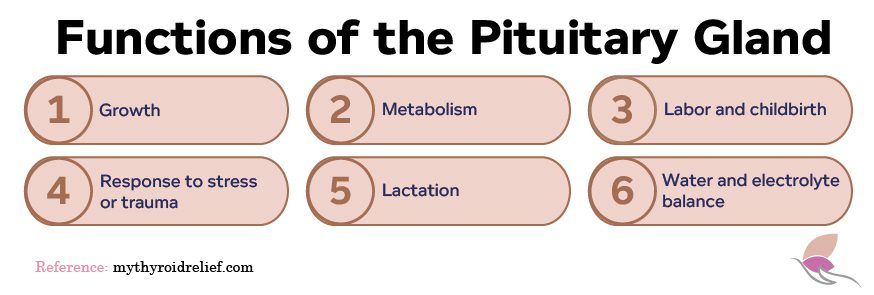 Functions of the pituitary Gland