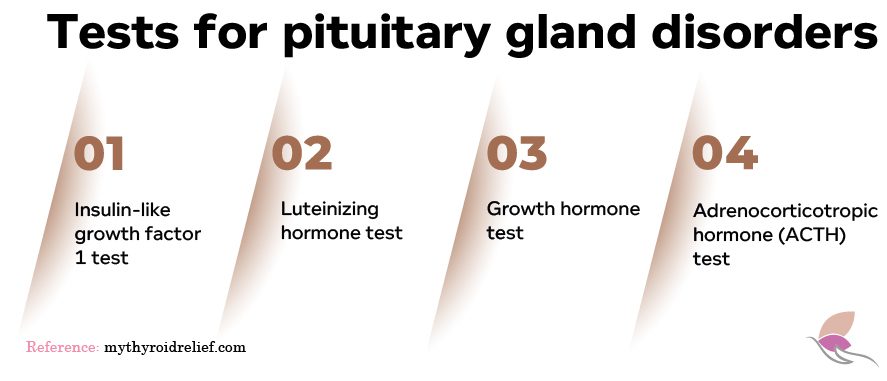 Pituitary gland and thyroid