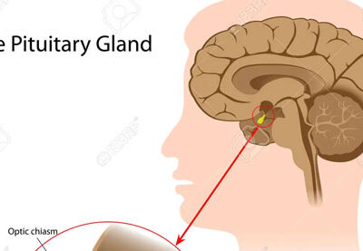 The Pituitary Gland and The Thyroid